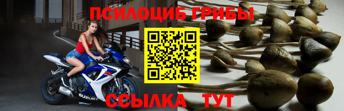 Галлюциногенные грибы мицелий  наркотики  Ейск 